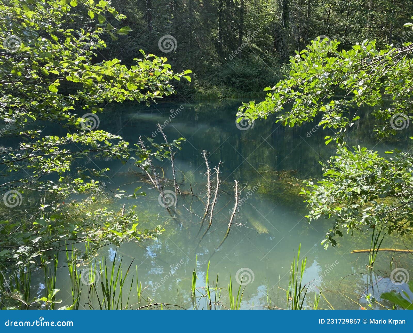 small forest spring ÃÅogrljevo lake or ÃÅogrlje`s lake in the hamlet of tiÃâ¡i - gorski kotar, croatia / goransko ÃÂ¡umsko jezerce